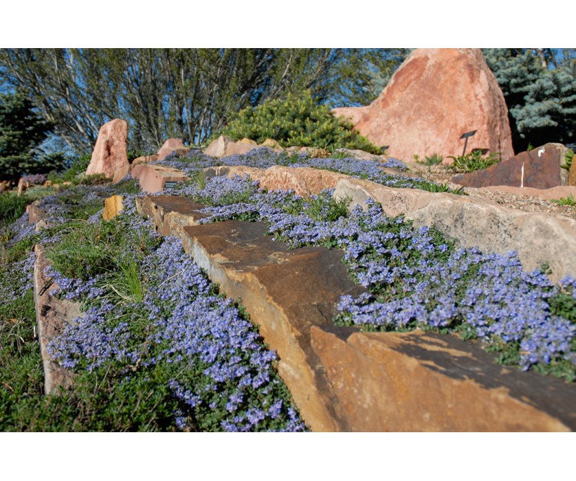 Thyme-leaf Veronica